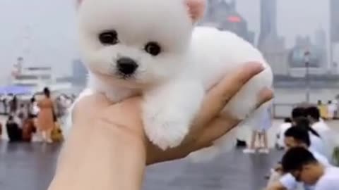 cute little dogie