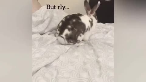 Winnie the Bunny makes the bed