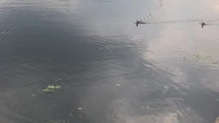 ducks swim in the river