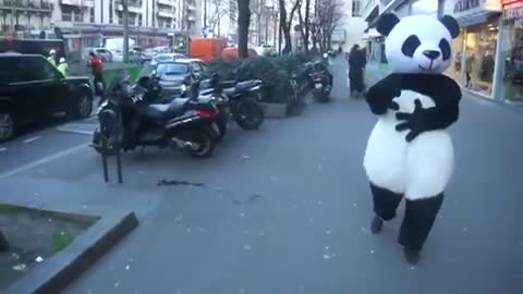 The Magic Panda that can make you fall LOL