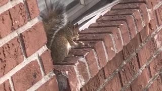 Squirrel Goes to Town on a Chicken Wing