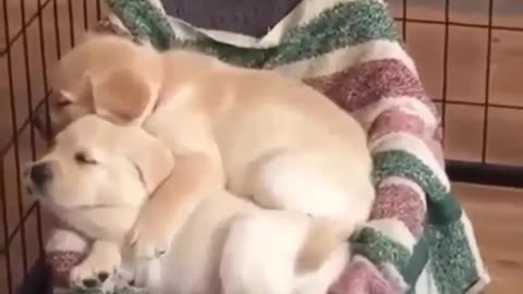 Dog and a baby dog