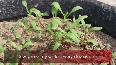 How to grow Spinach at home full information with 30 Days Updates || Organically grow spinach