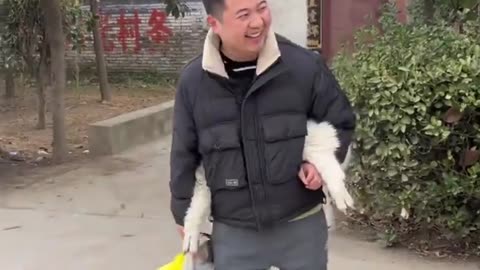 Needy Alpaca clings to Chinese man and refuses to let him go