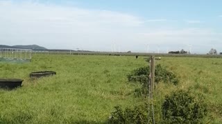 Calf Runs to the Girl who Raised Him from Birth