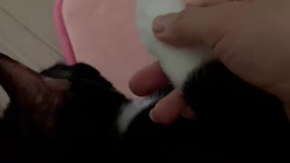 You can touch cute cat foot