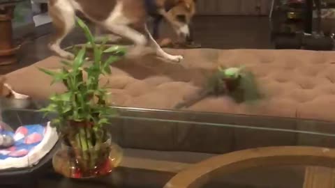 Dog Vs Parrot