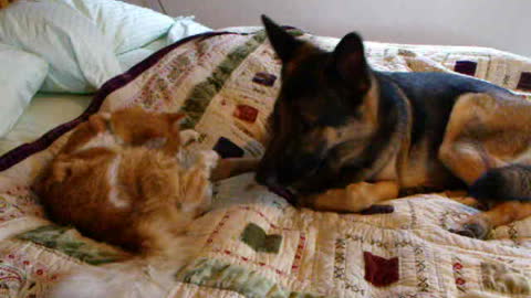 Missing Cat Reuniting With His Canine Best Friend Will Brighten Your Day