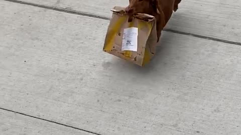 Tiny Dog Seen Delivering Takeout Food To Family
