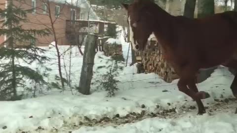 Horse loving snow