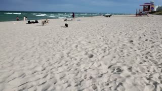 Frenchie and Lab Become Friends On Miami Beach