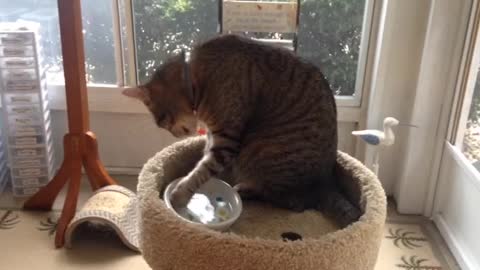Troll Cat Drinks Water Like Own hand Like Humans