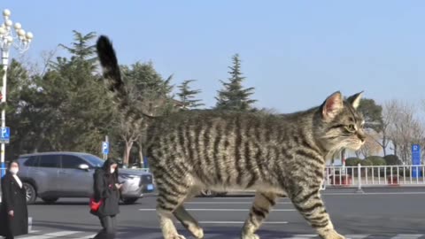 Giant cats walk the streets