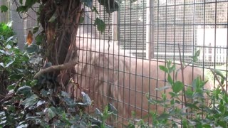 A lion roaming in his cage, imagine if you are with him