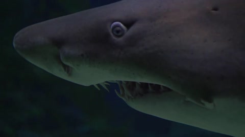 Shark Aquarium Fish HD