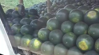 Land of Watermelon 🍉
