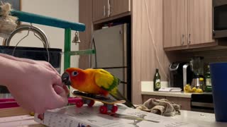 Parrot rides skateboard down ramp for the first time