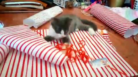Kitten adorably "helps" owner wrap Christmas gifts