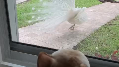 Frenchie Encounter with White Peacock