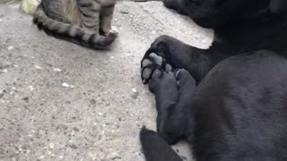 Love between cat and black labrador