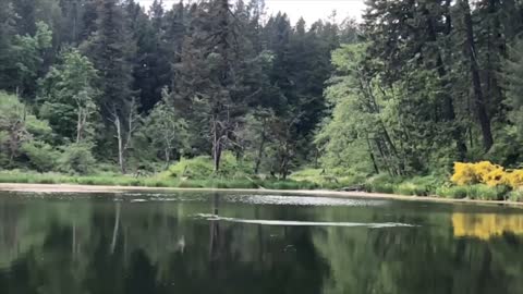 Osprey Swoops Down To Catch A Trout In Slow Motion