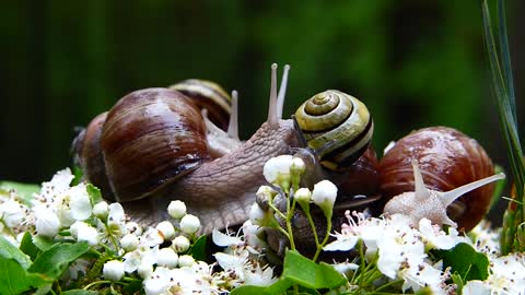 in Brazil it is called snail or slug
