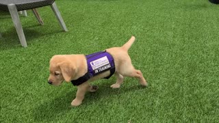 Service puppy adorably falls over during training session