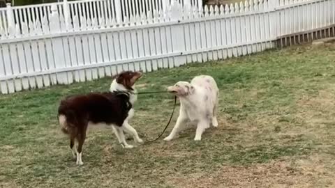 Insistent dog takes his brother for a walk on the leash