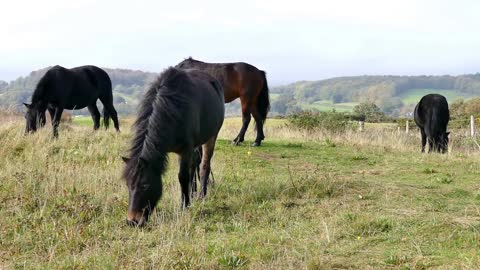 Shetland Ponies, Grazing