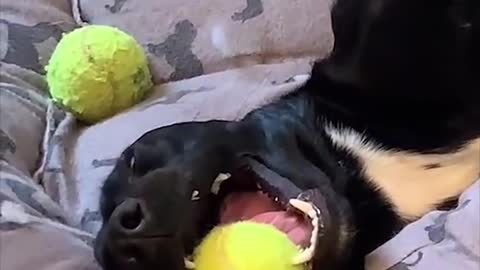 Super Funny Dog Videos bbb