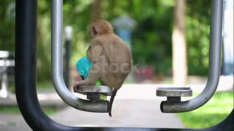 Thai-monkey m