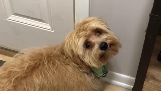 Smart puppy rings bell when he wants to go outside