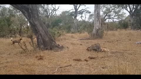 leopard hyenas and wild dogs vying for prey