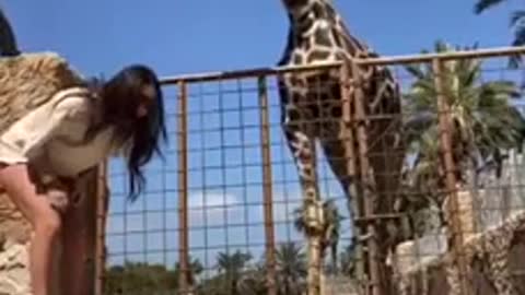 Amazing how a giraffe lifts a child