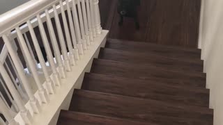 Frenchie Requests a Walk