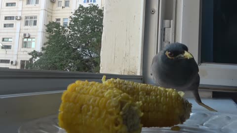 funny birds eat corn!