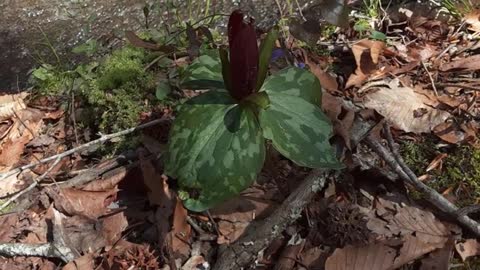 George Hiking at Poinsett Bridge – Built Over 200 Years Ago