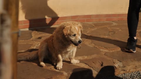 Playful Fluffy Dog Sitting Near the House