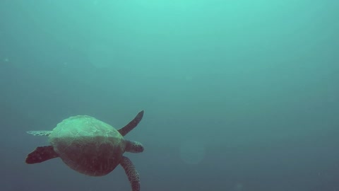 Sea turtle paddle under water