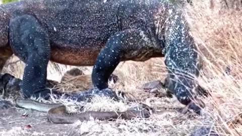 Komodo dragon hunting king snake😱#wildanimals #snake #kingsnake #komododragon #animals