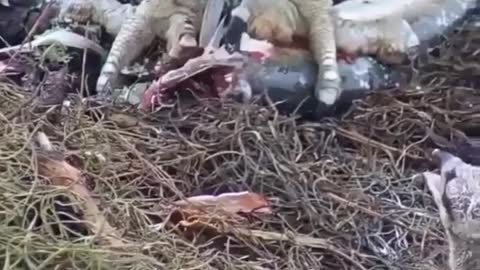 Nature in action, Eagle feeds live fish to babies.
