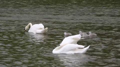 Swans البجع طائر