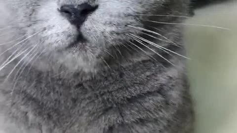 Do you like the pure gray cat of grandma