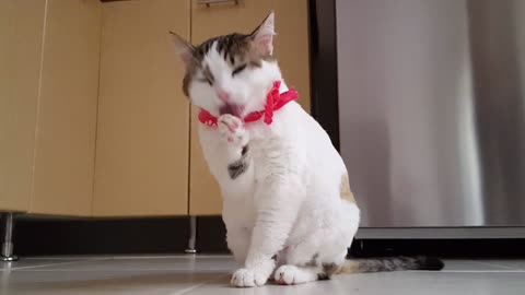 cute cat cleaning her mouth after dinner