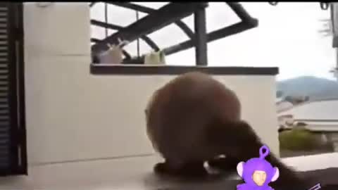 cat being betrayed decides to kill himself