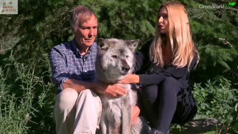 The Oldest Wolf in The World Is So Adorable!