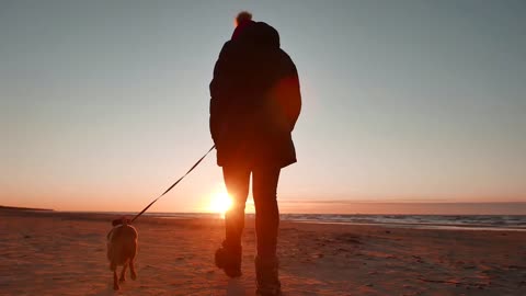 This cute Little Puppy Loves Going Out For A Walk At The Beach