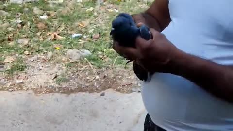 Pigeon Flies Away After Being Freed From Litter