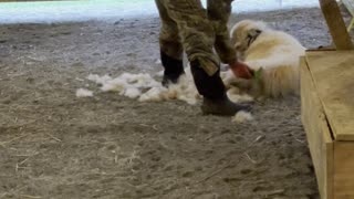 Baby Goat Supervises Dog Grooming