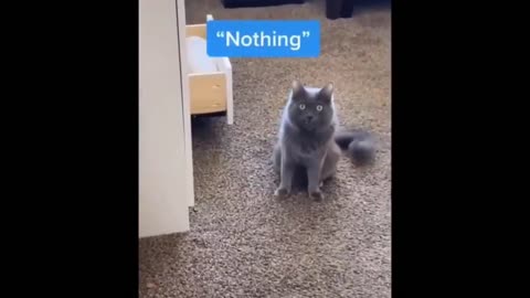 Funny cat, what is this looking for